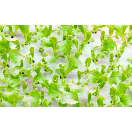 ふるさと納税 植物工場で育てた5種のレタス食べくらべセット 10パック F21R-159 福島県白河市