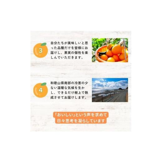 ふるさと納税 和歌山県 田辺市 （期間限定・12／20まで）贅沢みかんフルコース ／ 宮川早生みかん・ポンカン・紅八朔・不知火 ／ 和歌山県 ミカ…