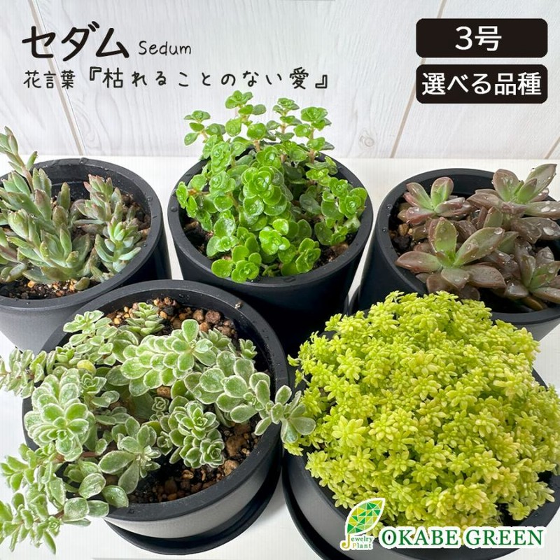 観葉植物 セダム 3号 7ポット 多肉植物 おしゃれ お祝い