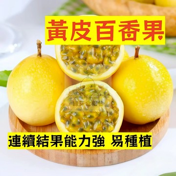 🌱早熟高產 黃皮百香果種子BXG-9 連續結果能力強 易種植 易生長 熱情果 高產 抗病抗旱易種植 高產爬藤水果種子