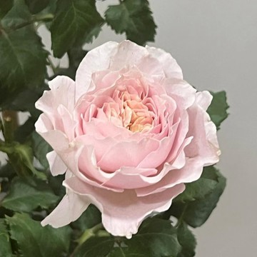 🌹（嬌雲月季種子）包對版 今年新種 現貨速發 多年生玫瑰種子  庭院陽台室內外盆栽花卉 綠植造景種籽