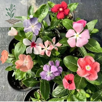 青禾園藝（長春花種子）爆款 開花期長多年生花海庭院室內陽臺盆栽花卉花草種籽 重辦多色 日日春 多年生花卉種子
