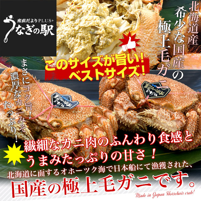 北海道より直送 北海道産 「浜ゆで 毛ガニ」450g前後×2尾入 送料無料　かに カニ 毛ガニ 毛がに 毛蟹 ギフト