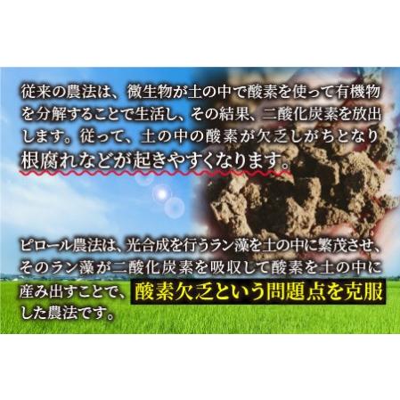 ふるさと納税 こだわりの米！弱アルカリ性のピロール米 こしひかり 玄米 5kg [A-009002] 福井県大野市