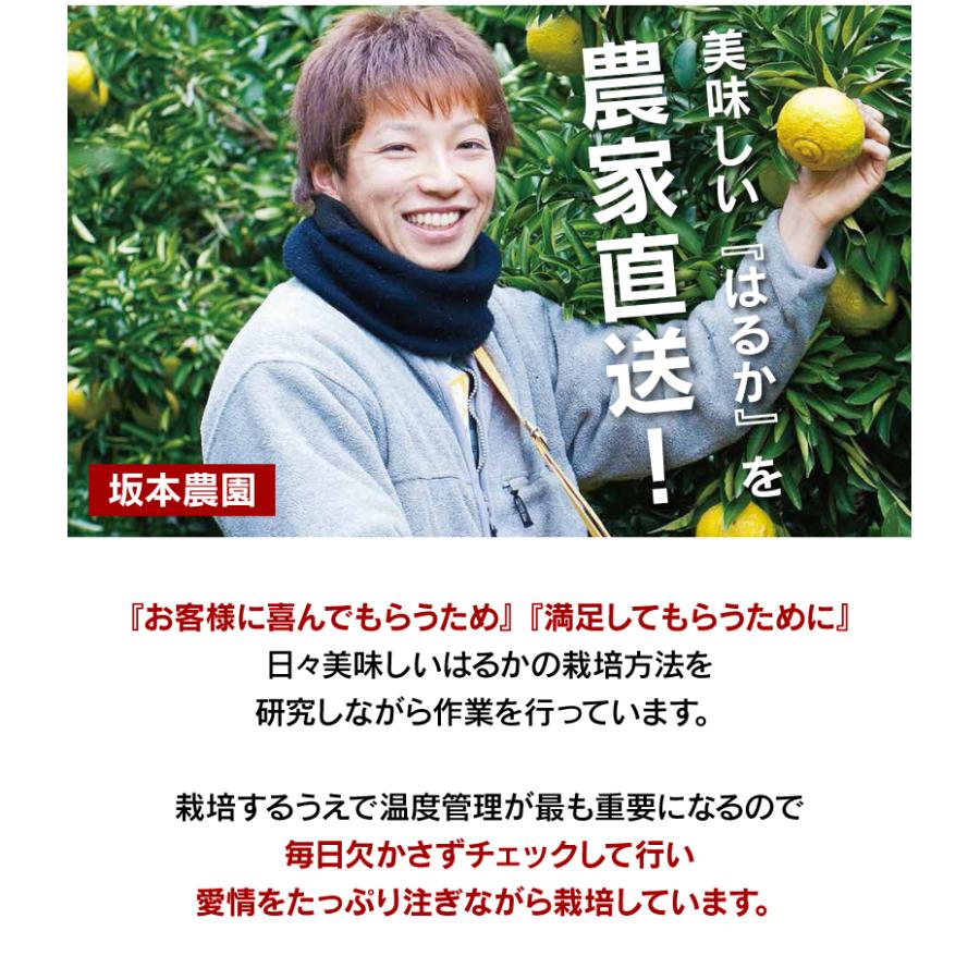 みかん はるか 3kg 送料無料 柑橘 農家直送 産地直送 日向夏 ＜2024年1月中旬より順次出荷＞ フルーツ 果物