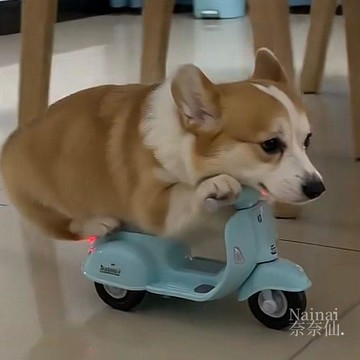 本土出貨免運臺現狗狗玩具車寵物電動摩托車旋轉炫技三輪幼犬專用消耗體力解悶自嗨