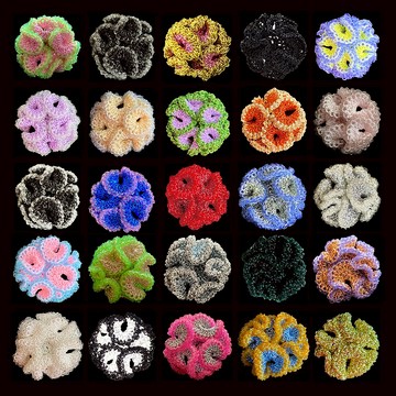 種珊瑚 鉤針耳釘/耳夾