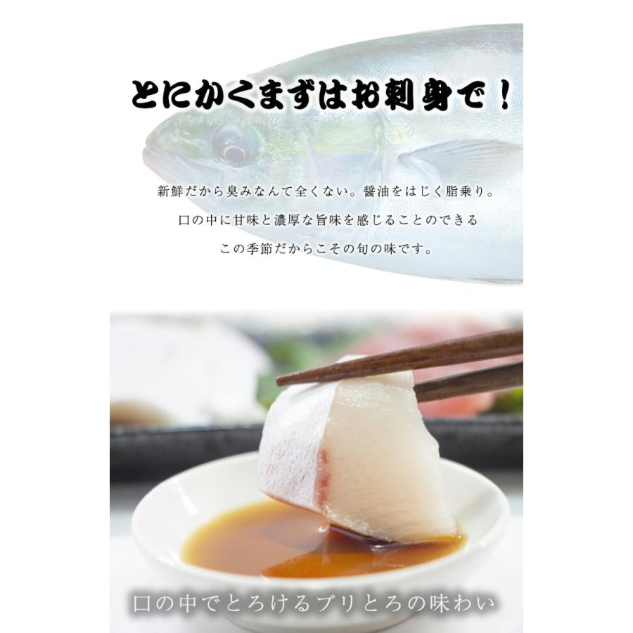 ぶり チルド 加工無し まるごと 1尾 約5kg 鹿児島 大分産 鰤 寒ブリ 嫁ぶり 刺身 ぶりしゃぶ ぶり照り お歳暮