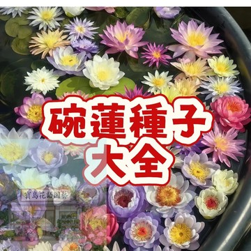 當季新籽（新品睡蓮種子）花中睡美人 遇水就活 三天發芽  花香滿屋  四季播種  無土水培 花盆水耕植 新手易種植
