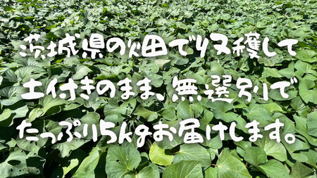 茨城県産 さつまいも 紅はるか 5kg （ 土付き サイズ無選別 ） べにはるか いも 茨城 甘い おいしい 美味しい