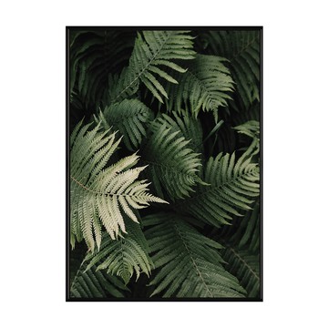 森森之意 蕨類植物掛畫  50 x 70cm  黑色