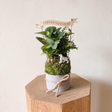 圓葉發財樹混合植栽苔球