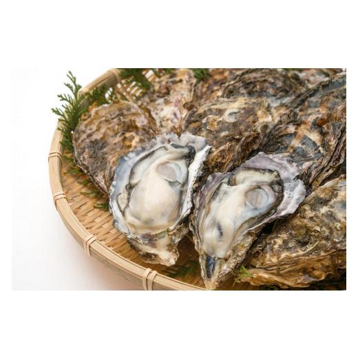 ふるさと納税 広島県 廿日市市 島田水産　Shimada　Oyster　生かき1ｋｇ（500ｇ×2） 殻付き10個（加熱用）