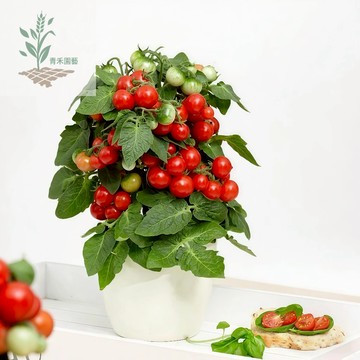 青禾園藝（盆栽紅珍珠番茄種子）FQ-14🍅紅色小西紅柿種子無限生長多年生四季播種盆栽果菜蔬菜種子#tomato
