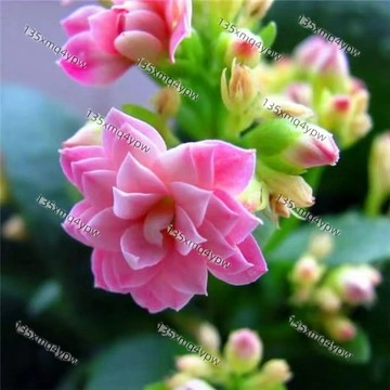 台灣現貨 長壽花種子（500粒）四季種植 濃香型 易養活 四季飄香 多色可選 開花鮮艷 發芽率95% 盆栽種植 多年生