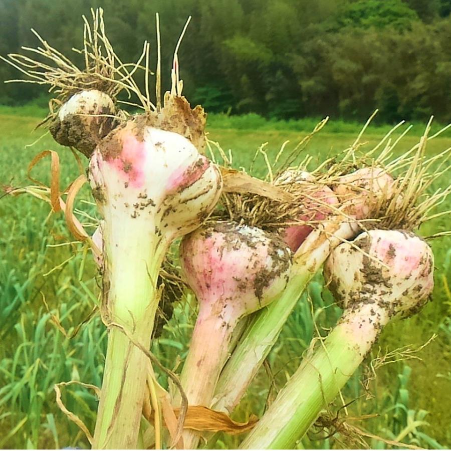 にんにく500g 大きい！美味しい！糸島市からお届けする自慢のにんにくです（数量限定）