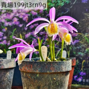 現貨🌺【一葉蘭種子】🌺（50粒）濃香台灣慈姑蘭種子 水培土培 庭院陽台盆栽蘭花種子 去甲醛盆栽種子  耐旱耐旱 Seed
