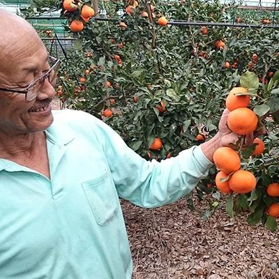 ふるさと納税 唐津市 吉田みかん園の樹上完熟みかん10kg