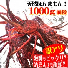 訳アリ活き〆伊勢海老1000g前後セット(2～5尾)天然高知県産