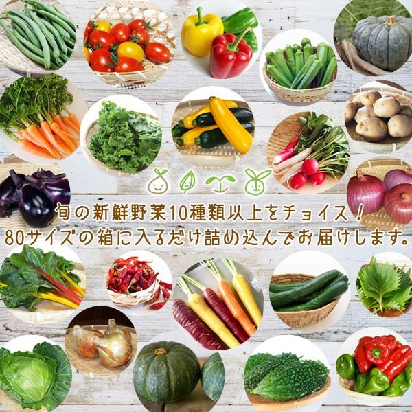 和歌山より産地直送！ おまかせ旬野菜セット 10種類以上［送料無料］※内容の指定不可 ■期日指定不可・発送翌日受取限定：お届け時間帯にご注意ください■