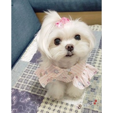 夏季新款 蝴蝶斜紋公主裙 狗狗貓咪衣服 馬爾濟斯貴賓 寵物用品 中小型犬 寵物服裝批發