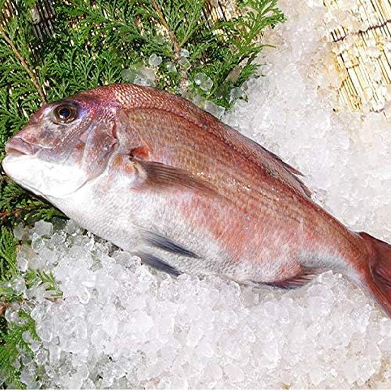 活〆 真鯛 大きめサイズ 1尾 1.5kg 魚介類