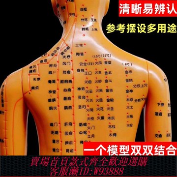 【雕刻字體清晰】董氏奇穴針灸人體穴位模型全身人體模型十二經絡中醫教學培訓銅人