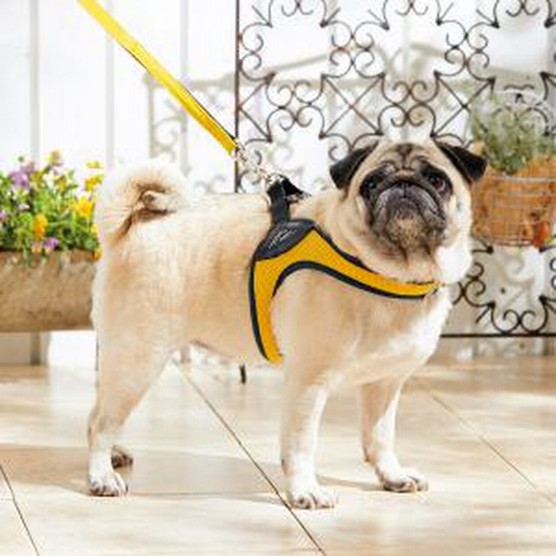 Hakusan ハクサン イージーコンフォートハーネス 小型犬用 中型犬用 オレンジ Sm ハーネス 通販 Lineポイント最大1 0 Get Lineショッピング
