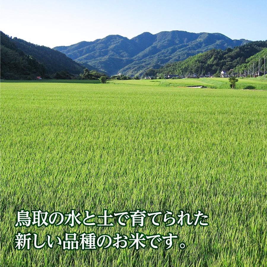 新米 令和5年産 きぬむすめ 鳥取県産 5kg 米 お米 白米 R5