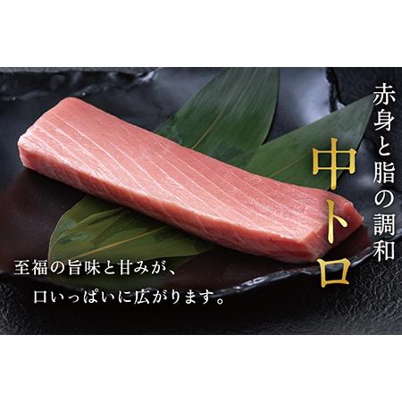 ふるさと納税 絶品！生本マグロ　中トロ 400g（柵どり） 福井県越前市