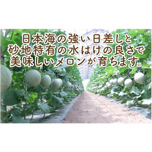 ふるさと納税 福井県 坂井市 太陽サンサン砂丘地 三里浜のアールスメロン5玉（1玉あたり約1.7〜2.0kg） [B-830…