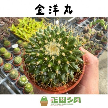 《花田多肉》🌵【金洋丸】3吋盆 仙人掌/多肉植物/戶外植物
