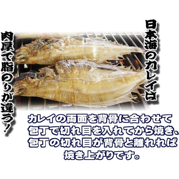 一夜干しカレイ 約1.0kg 4〜8枚＜日本海産・山陰沖＞