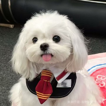 寵物口水巾格蘭芬多獅院學院風貓咪圍脖裝飾狗狗口水巾大型犬