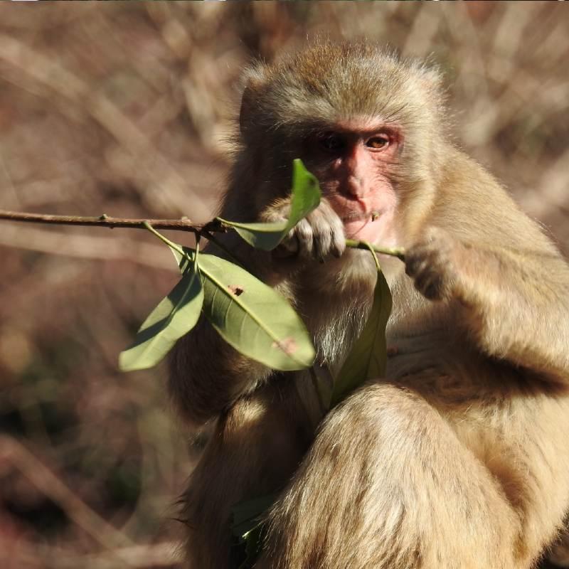 ファーレ旭式 サル用箱罠片扉 鳥獣 被害対策 猿 さる サル 狩猟 害獣 駆除 簡単