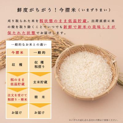 ふるさと納税 当麻町 定期便 無洗米 5kg 6回 籾貯蔵今摺米きたくりん