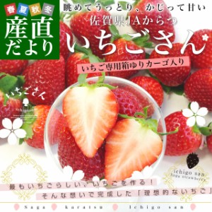 送料無料 佐賀県より産地直送 JAからつ 新品種いちご いちごさん DX　450g 15粒から18粒 苺専用箱ゆりカーゴ入り イチゴサン イチゴさん