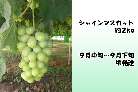 山形県鶴岡産 旬のお楽しみフルーツセット（果物）　和梨・シャインマスカット・ラフランス＆庄内柿・りんご（計4回、5種）　産直あぐり　E16-601