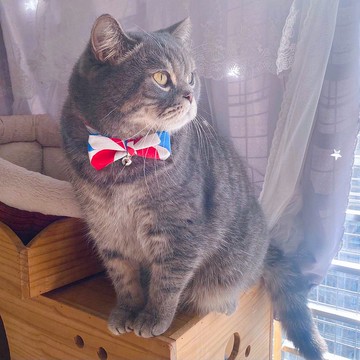 幾何星星形貓狗項圈 蝴蝶結頸帶