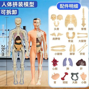桃園出貨🍂3D立體拼裝人體DIY模型醫學教具提升兒童科學拼裝模型益智玩具