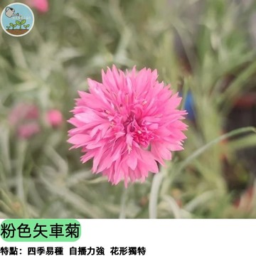 【德國國民花】粉色矢車菊種子 粉嫩夢幻色系 翠菊/藍芙蓉 切花之王 蜜源植物 陽盆栽盆花 四季可播 易種發芽率高四季播種