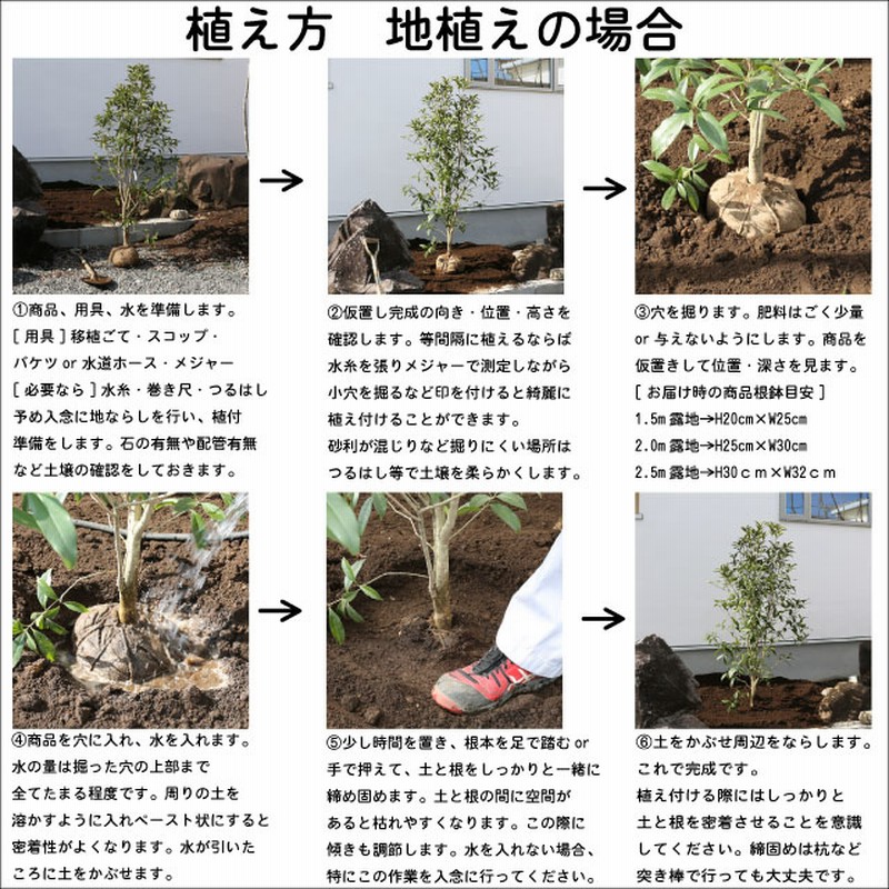 ヒノキ 2.3m 露地 苗木-