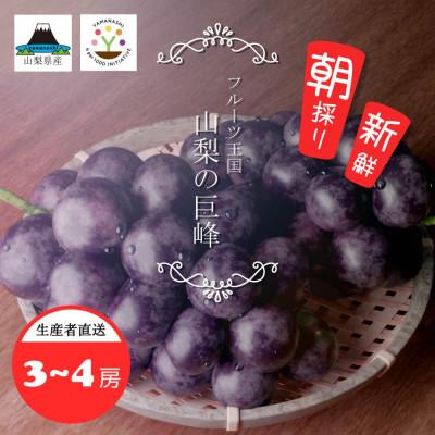 ふるさと納税 笛吹市 山梨県産　紫玉　1kg(3〜4房)