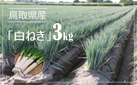 鳥取県産　白ねぎ　（3kg）