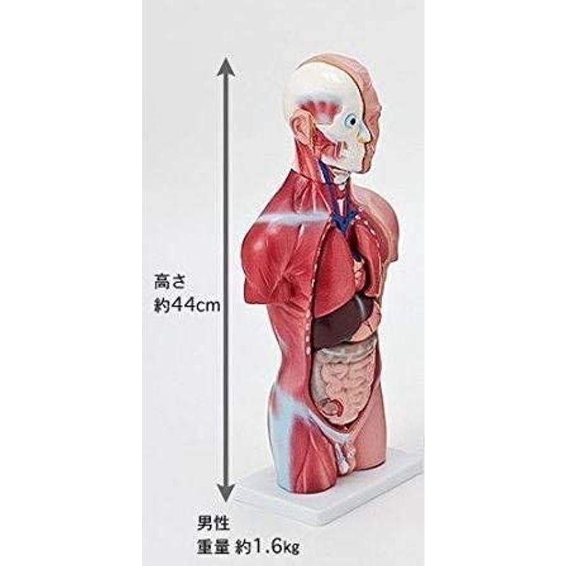日本限定モデル】 △引取限定 人体解剖模型 ショーケース付 男性 人体モデル/人体標本/人体模型/人体内蔵模型/全身/人体解剖モデル/研究室/理科室  医学一般 - powertee.com