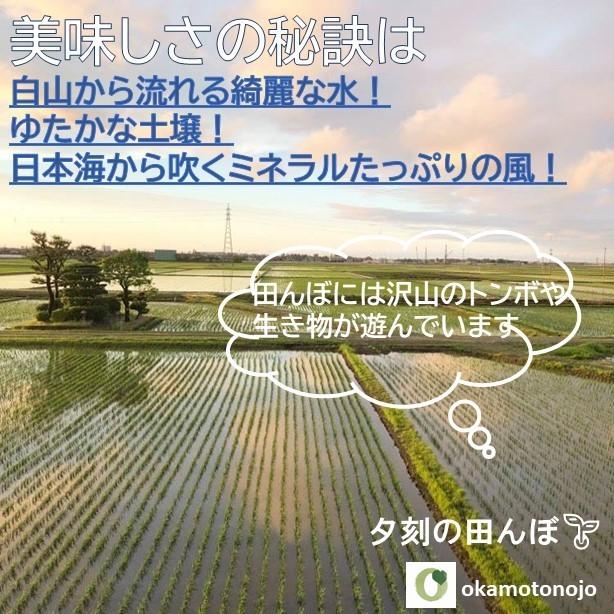 　コシヒカリ　お試し米　5合　お米　一等米　精白米　玄米　石川県産　生産農家　安心安全　農家直送米