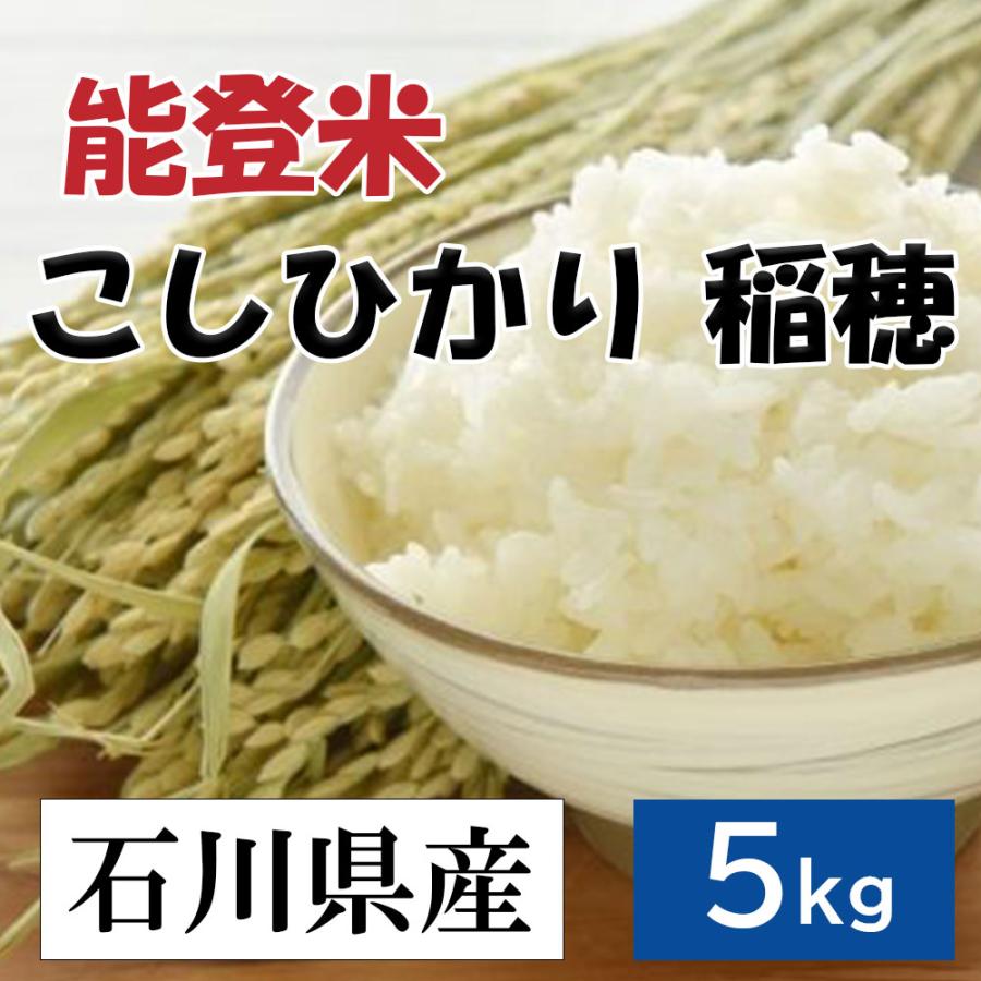 令和5年度産　能登米こしひかり（稲穂）お米 精米 白米 5kg