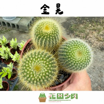 《花田多肉》🌵【金晃】 3吋盆 多肉植物/仙人掌/多肉/戶外植物/園藝/盆栽/組盆/防小人