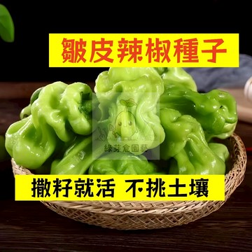 🌱早熟高產 🌶️皺皮辣椒種子LJ-42 口感清脆 抗病性強 四季 掛果率高 燈籠椒 泡椒 易種植田栽庭院盆栽蔬菜種子