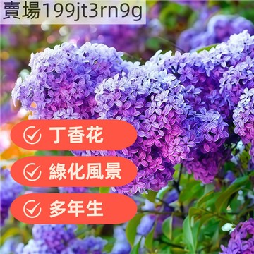 現貨🐸【11款丁香花種子】（250粒）四季濃香型花卉 多年生丁香樹種子綠化觀賞陽台開花盆栽四季種植耐熱花造景林木觀花種子